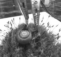 科学家在蜗牛身上植入两个电极,从而制造出“蜗牛电池”。