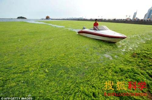 从盔甲到手机屏幕,海藻将成为万能型的超级原材料。图为中国山东东部,被海藻覆盖的青岛海岸线。